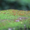 苔の発芽？