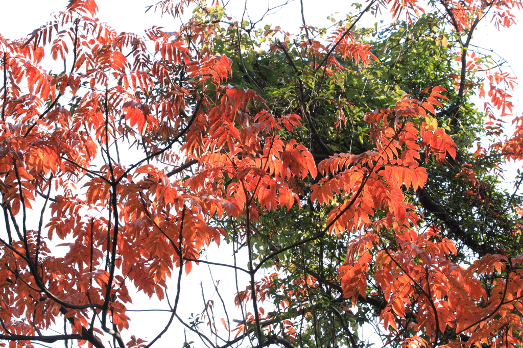 まだまだ、紅は燃えていました。