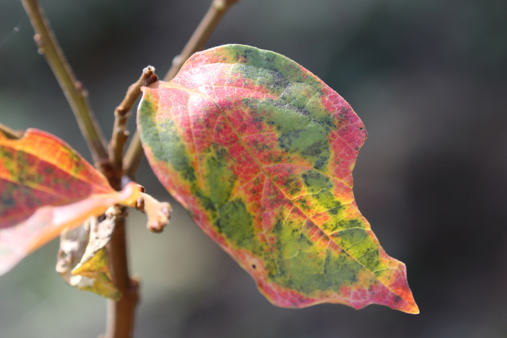 紅葉、別の顔