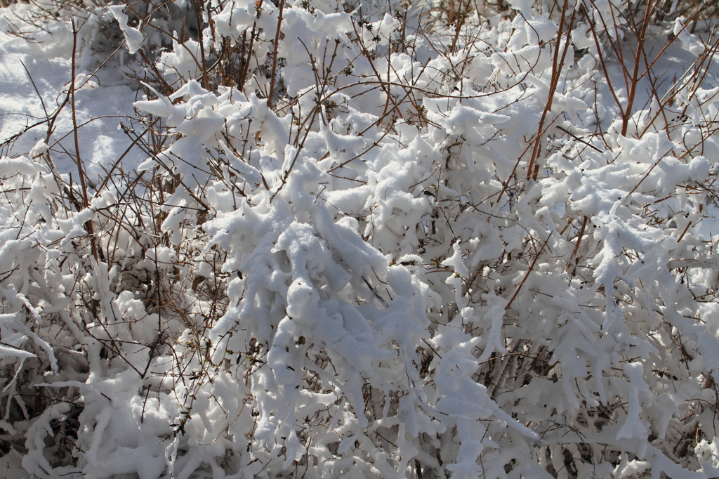 雪のくし刺し