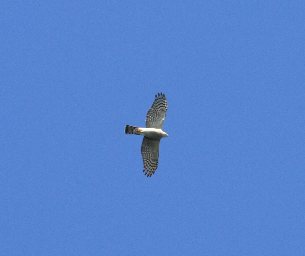 渡り鳥、北へ