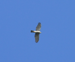 渡り鳥、北へ