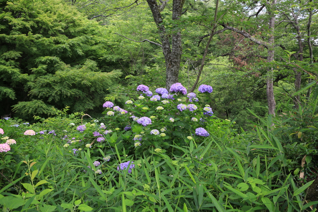 アジサイと深緑と