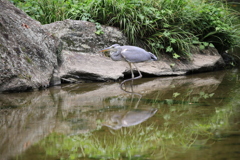 サギ足、いや、差し足