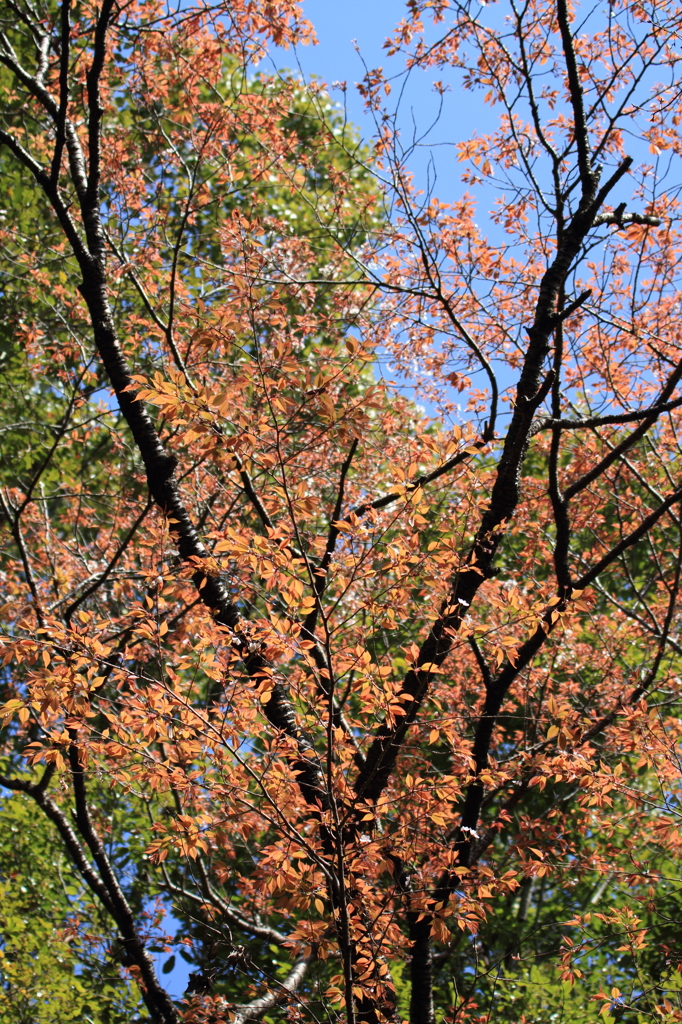 山桜は葉桜