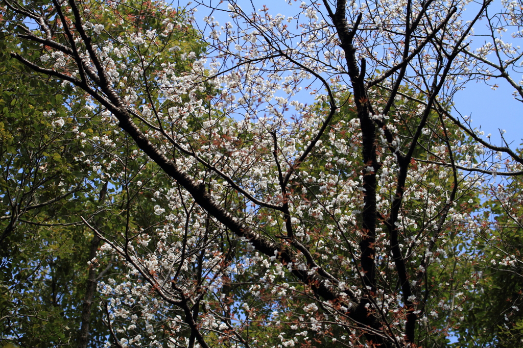 山桜　咲いた(^^♪