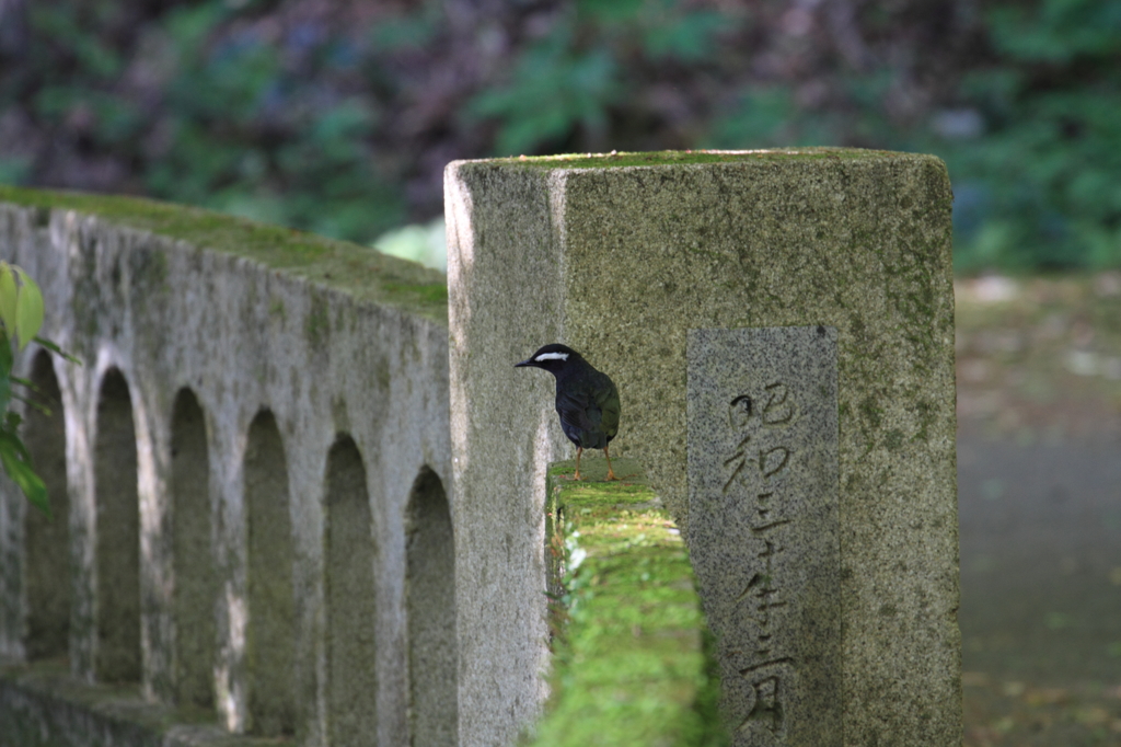 十数年ぶり。