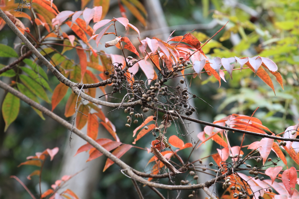 紅葉と木の実