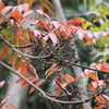 紅葉と木の実