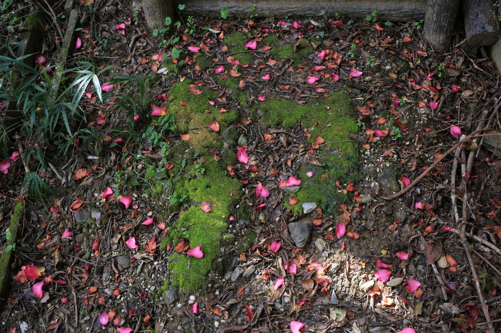 苔とさざんか落花