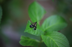 ムムム、虫だ。