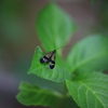 ムムム、虫だ。