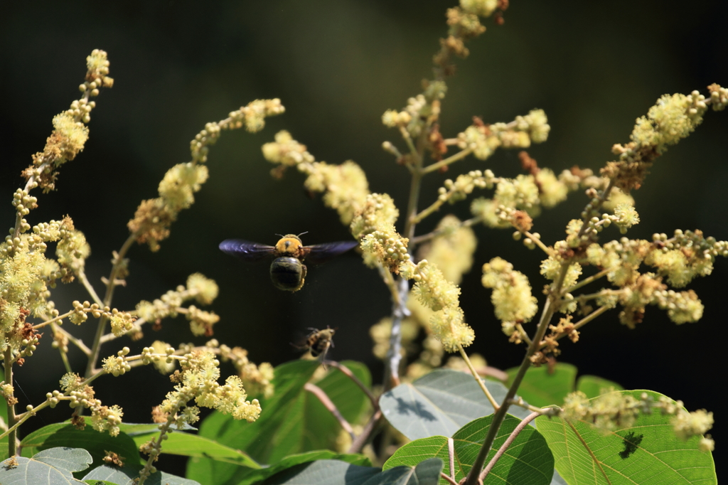 熊蜂が飛んでいく