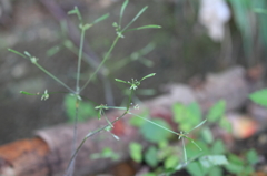 線香花火