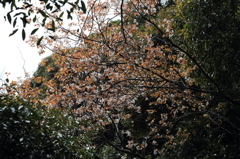 これも、山桜。