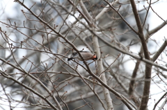 ウソです、雄です、桜です。