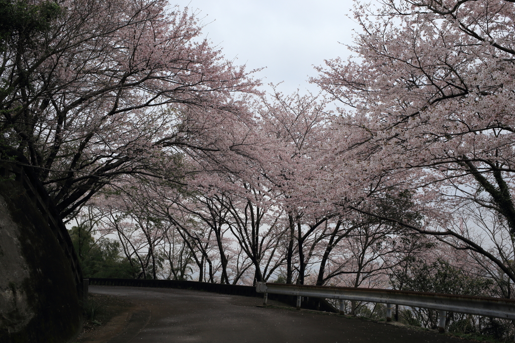 桜並木