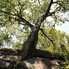 古城跡の大木