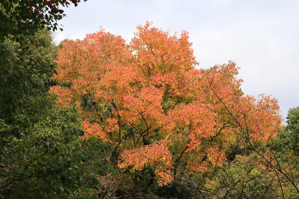 はぜた紅葉