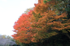 紅蓮の炎