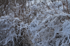 これが雪柳か…