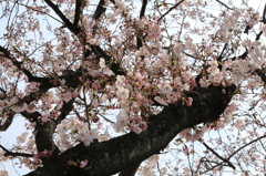 花と幹