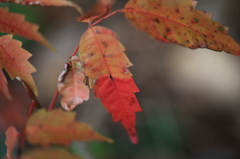 未完成紅葉曲