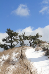 松林への白い路