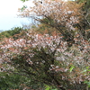 山桜の気品