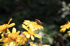 ツワブキの蜜