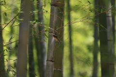 竹林に映えます