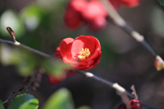 ボケの花