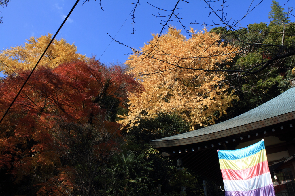 お堂と紅葉と銀杏の樹