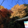 お堂と紅葉と銀杏の樹