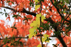 つたない紅葉