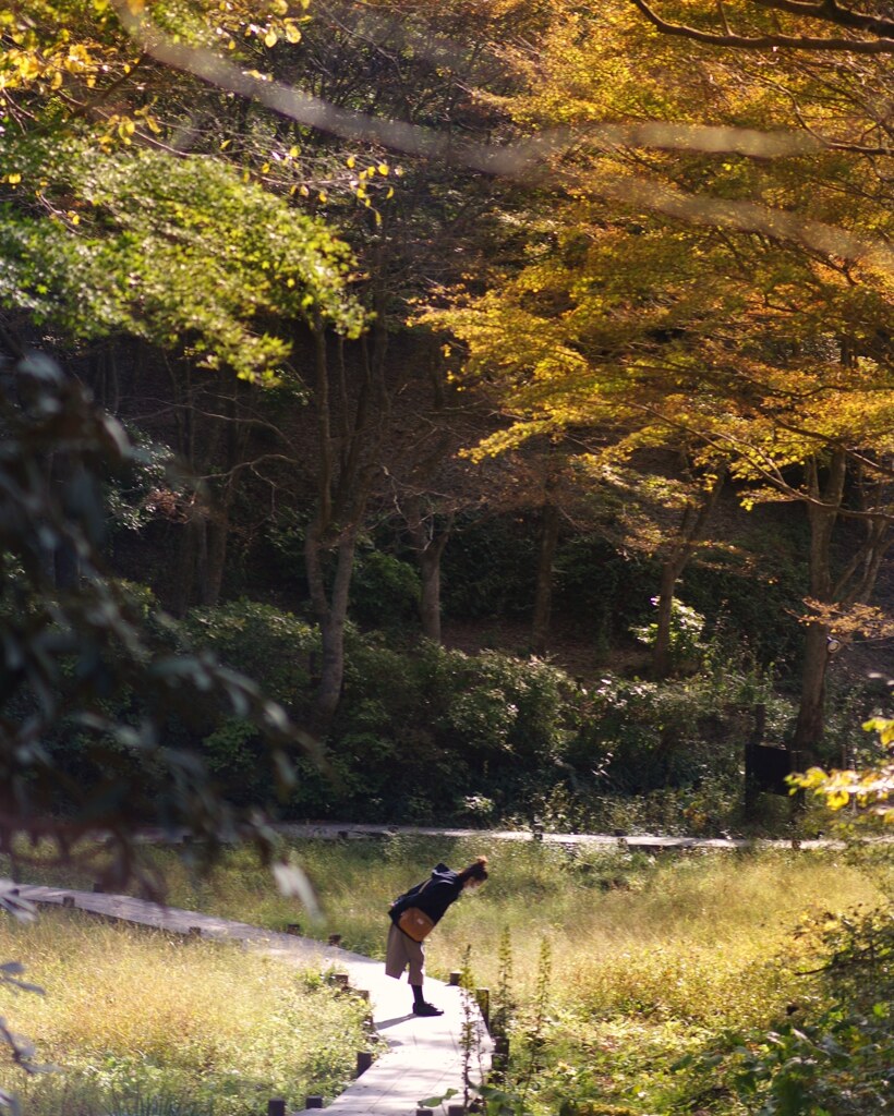 秋の木漏れ日