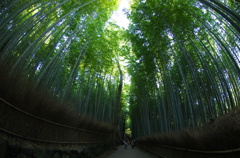 竹のカーテン