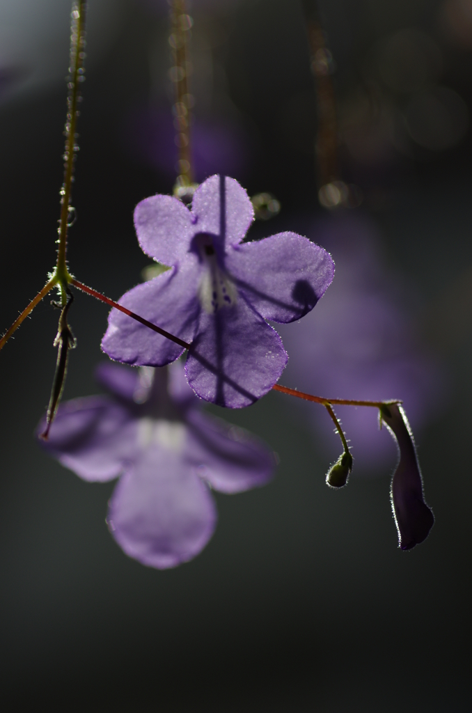 名前は見てないけどキレイな花