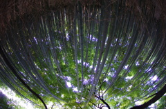 竹の滝