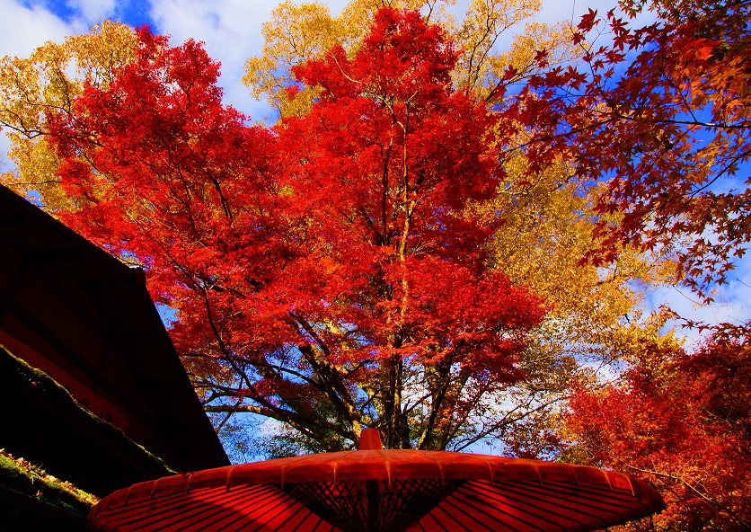 紅葉たけなわ