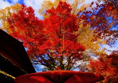 紅葉たけなわ