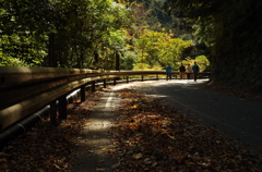 落ち葉の道