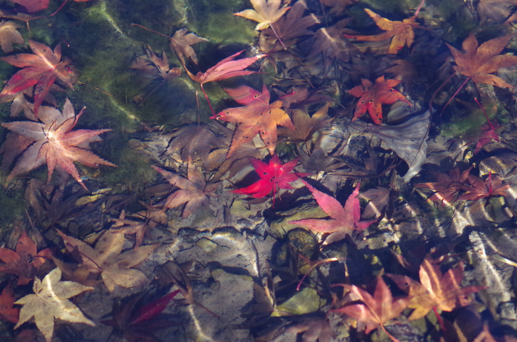 澄み切った水の中で