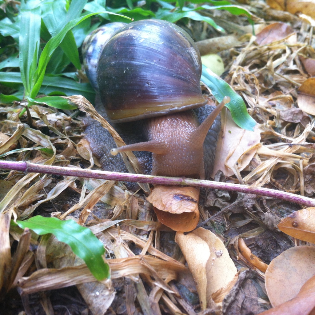 お庭のかたつむり