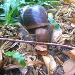 お庭のかたつむり