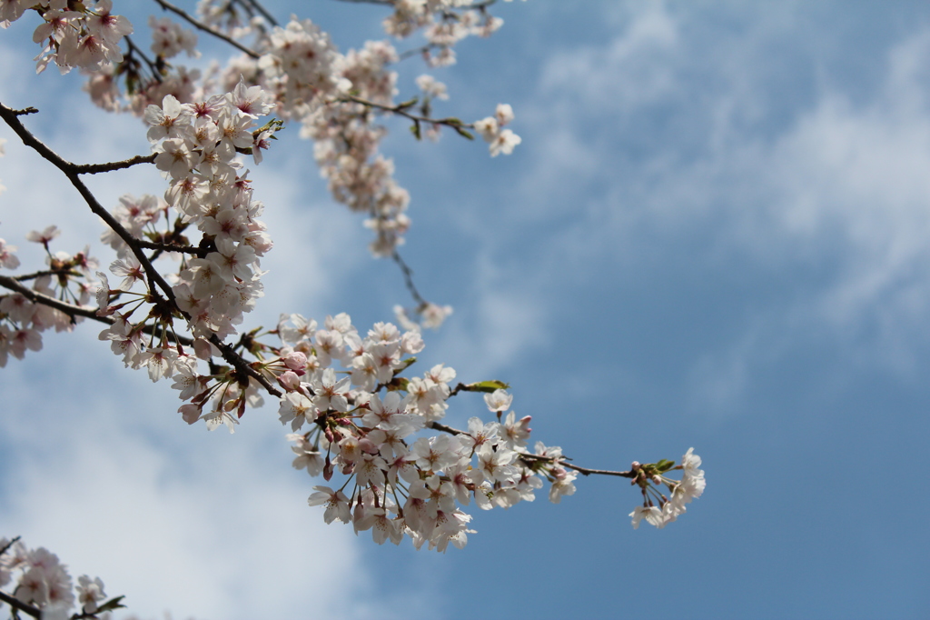 桜