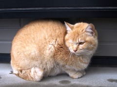 ウインク