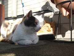 猫は何を思う