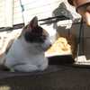 猫は何を思う