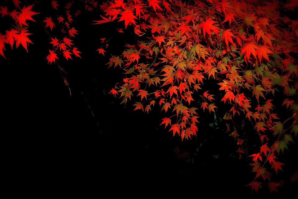 伊勢原　大山　紅葉
